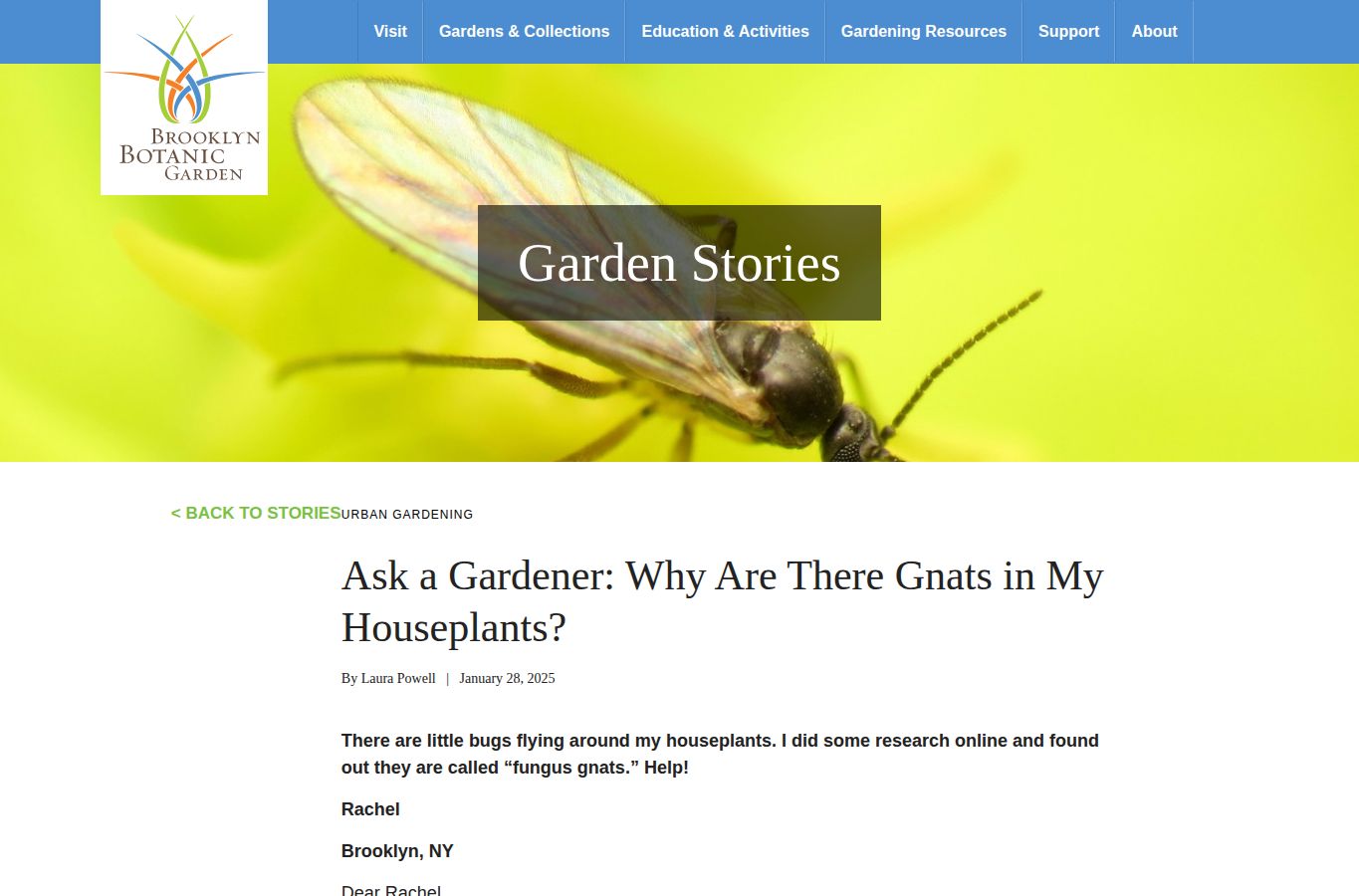 Brooklyn Botanic Garden website screenshot for fungus gnats vs fruit flies