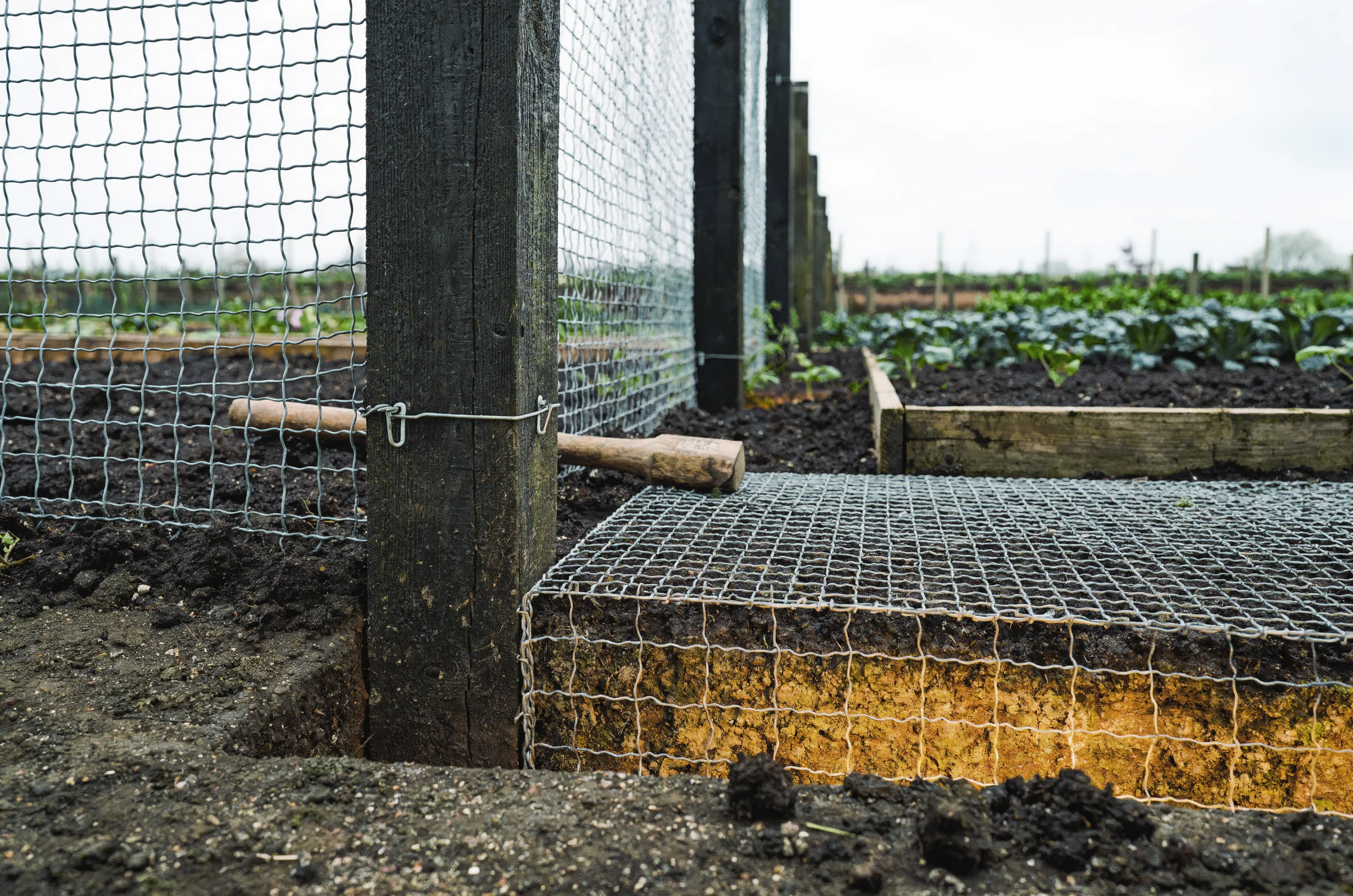 How to Rabbit-Proof Your Allotment Fence: Height, Mesh and Depth
