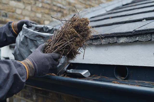 Close-up of gloved hands carefully lifting dried twigs from bird nests blocking gutters and downpipes into a heavy disposal bag.