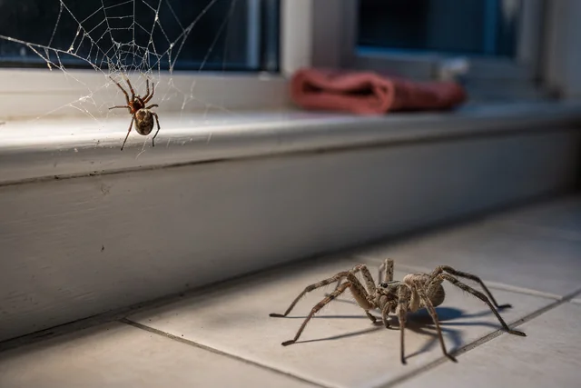 Photorealistic domestic scene comparing a false widow spider in a tangled window web with a larger long-legged giant house spider on a tiled floor, an all about poisonous spiders visual for UK homeowners.