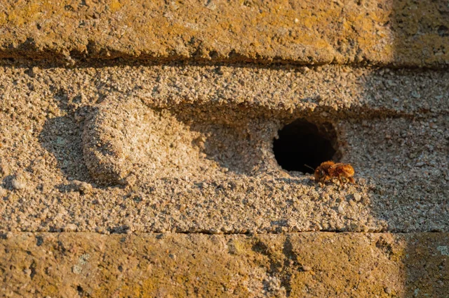 Close-up of weathered London brickwork and lime mortar joints examining masonry bee brickwork damage reality vs myth on residential exterior walls.
