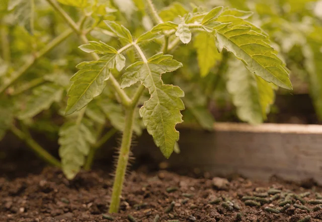 Close-up of a tomato plant leaf with jagged feeding damage and dark hornworm frass pellets, a clear sign of a hornworm on tomato plants