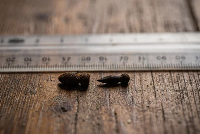 Close-up macro comparison of Norway rat droppings (blunt, 18mm) and roof rat droppings (pointed, 12mm) on a ruler, essential for norway rat vs roof rat identification.