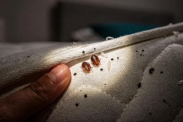 A torch-lit close-up of a mattress seam revealing adult bed bugs, shed skins, and dark faecal spots, illustrating key bed bug bites signs and physical evidence of an infestation.