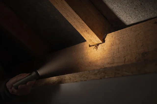 Torch beam lighting a dormant queen wasp in a rafter joint, seen from a boarded loft walkway, one of the unhatched wasp queen winter hibernation spots in UK lofts