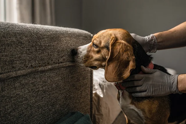 Trained bed bug detection dog sniffing a headboard seam during a professional inspection for best bed bug removal Havering.