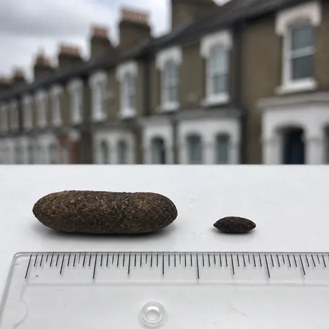 Side-by-side comparison of rodent droppings: large brown rat dropping and small house mouse dropping on a white surface with ruler, blurred London terrace background