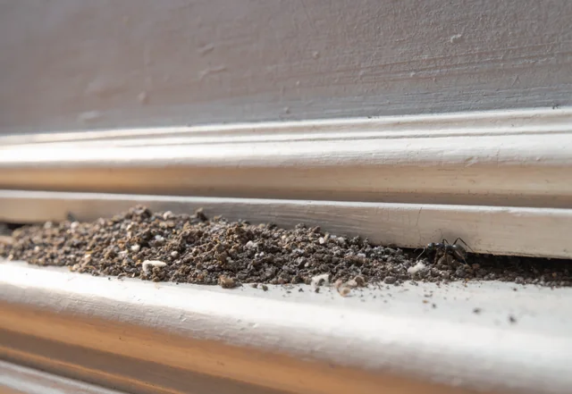 Close-up of ant frass piles along a white skirting board, a key sign for ant control Greenwich homeowners should check