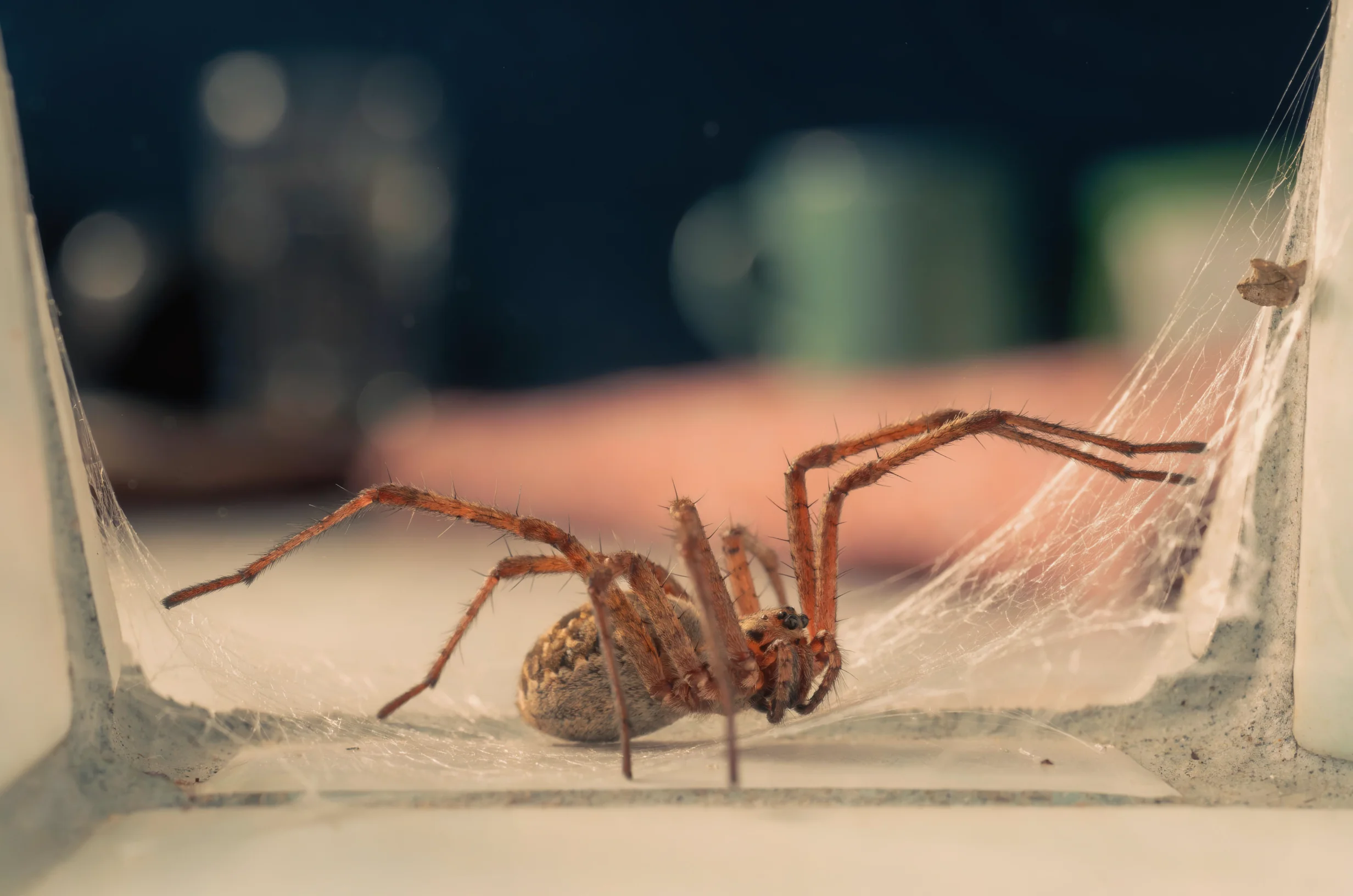 Most Common House Spiders UK: What London Homeowners Actually See