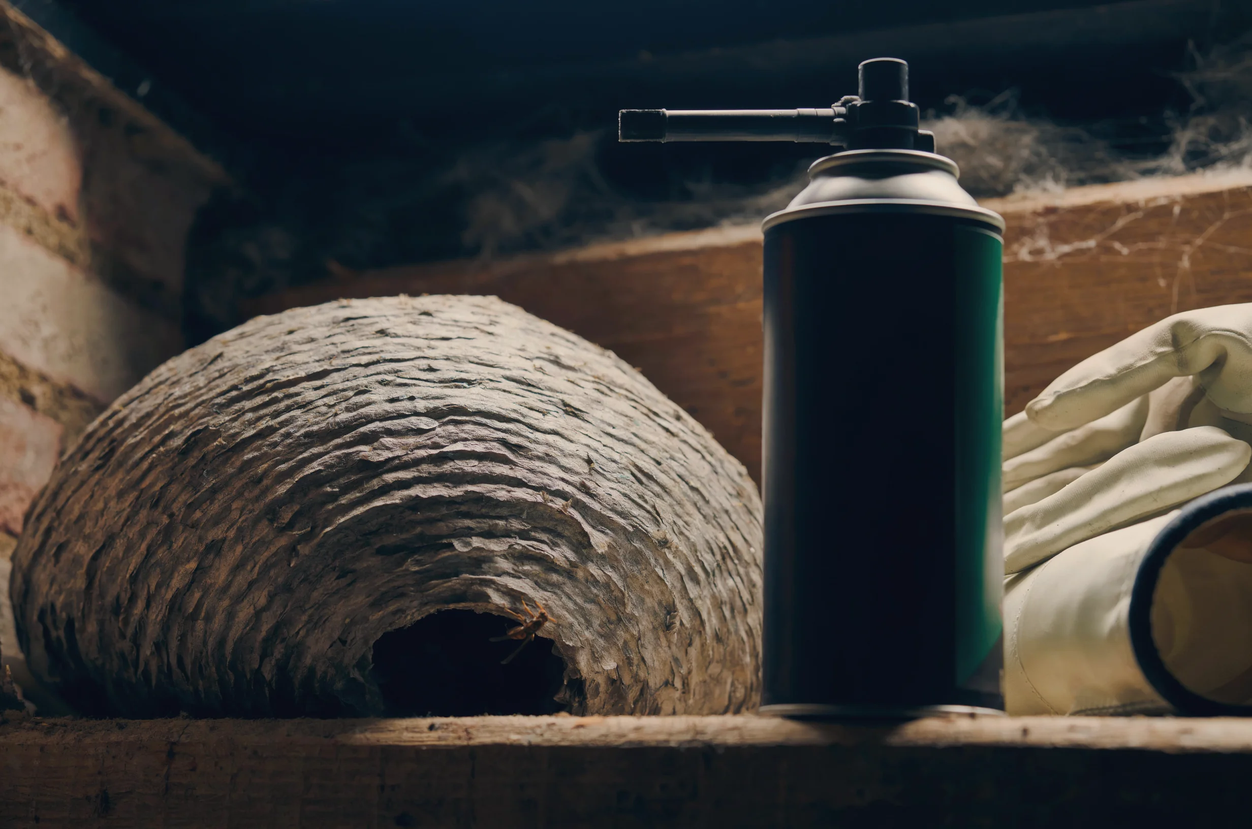 How to Remove Wasp Nest: When DIY Works and When It Fails