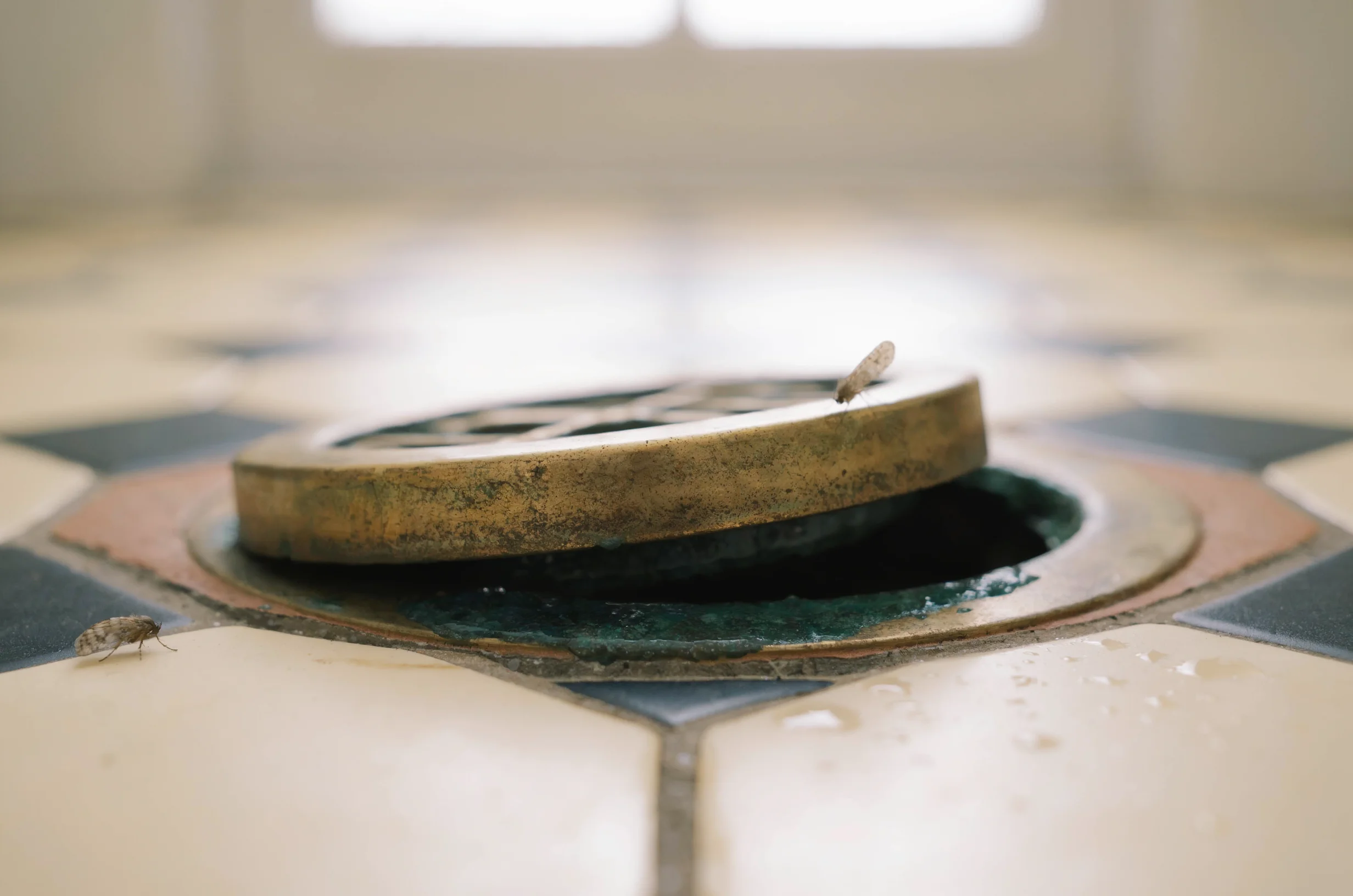 How to Get Rid of Drain Flies Permanently, Step by Step