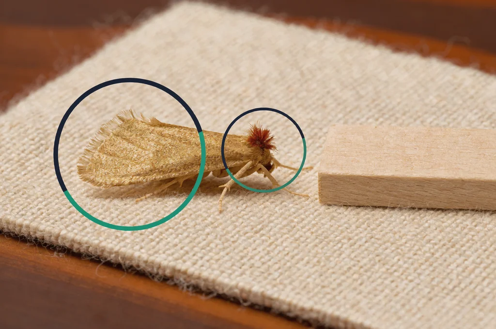 Macro identification view of an adult clothes moth on wool fabric during a UK home wardrobe inspection, showing what do clothes moths look like uk.