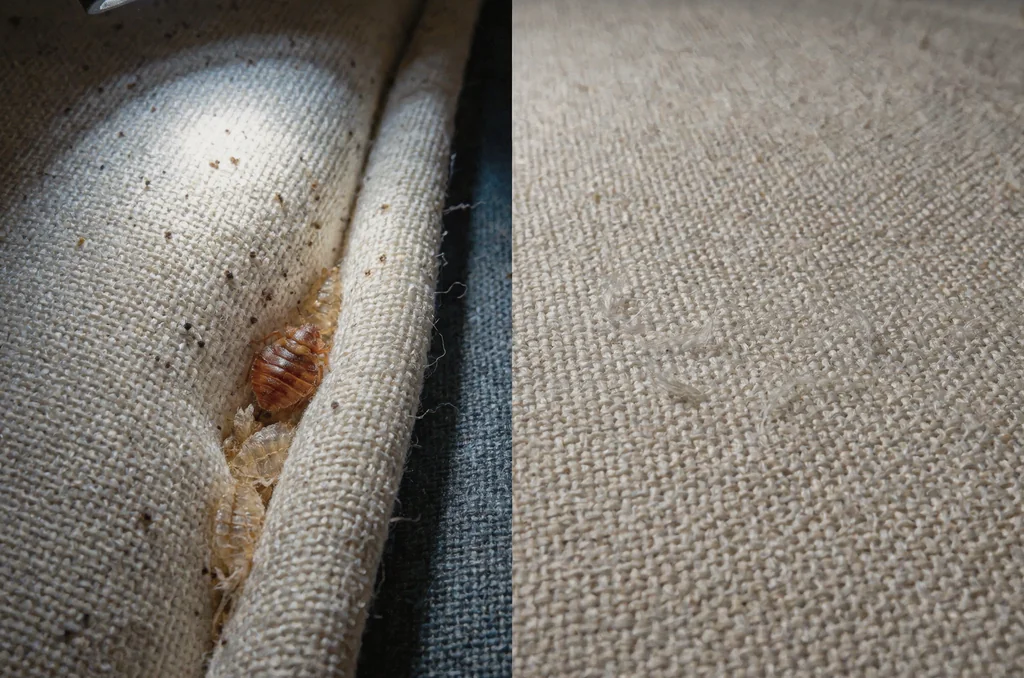 Macro inspection of mattress seam piping in a UK bedroom comparing visible bed bug shed skins and dark spotting with clean fabric to show how to know if you have dust mites or insect pests.