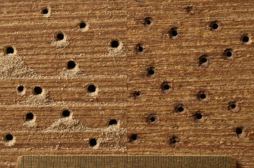 Macro evidence comparison of active woodworm exit holes with fresh frass beside old inactive flight holes on UK floor timbers, illustrating inspection factors affecting woodworm survey cost buying a house.